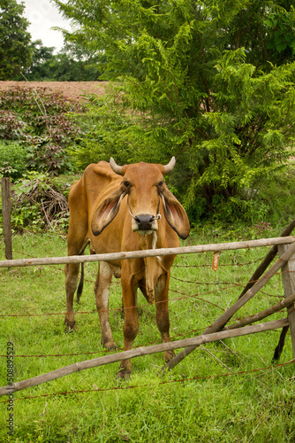 Photography - of a cow with a family eating grass. © dream