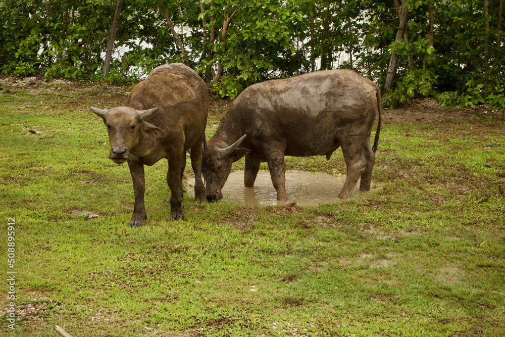 Photography - of buffalo playing in mud - buffalo in the countryside Photography - of buffalo playing in mud - buffalo in the countryside