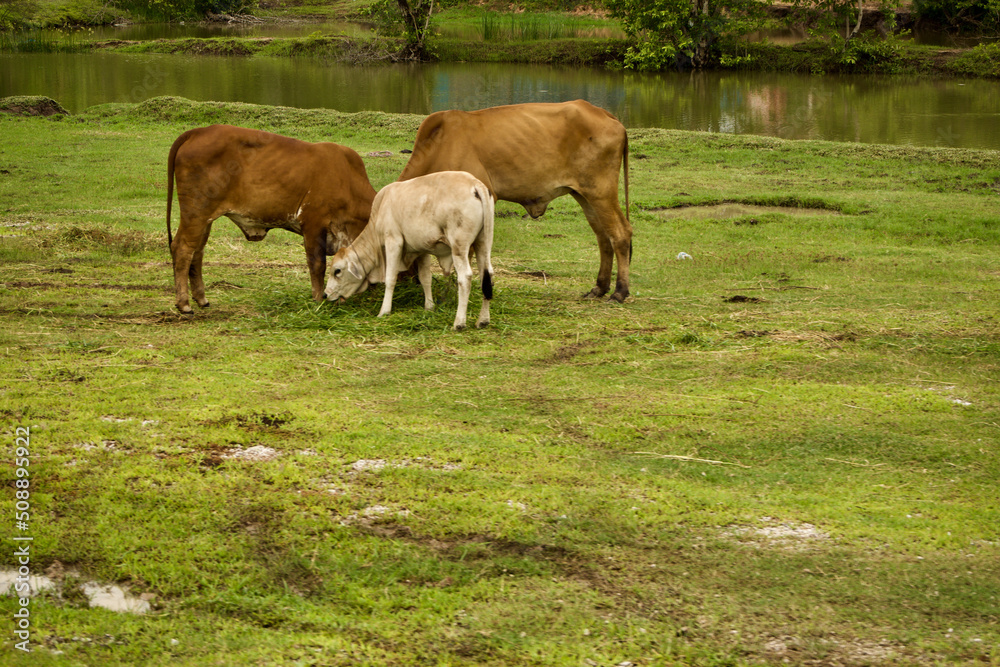 Photography - of a cow with a family eating grass. Photography - of a cow with a family eating grass.