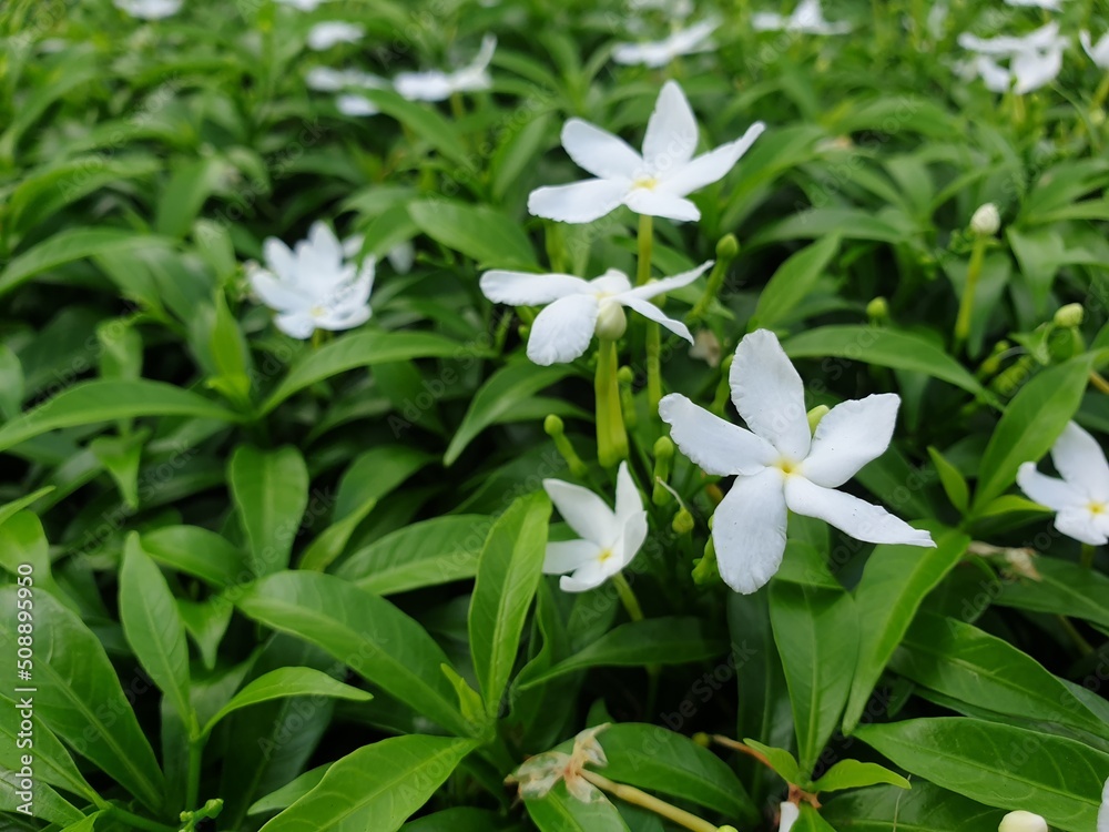 Greenery background of nature plant and leaf
