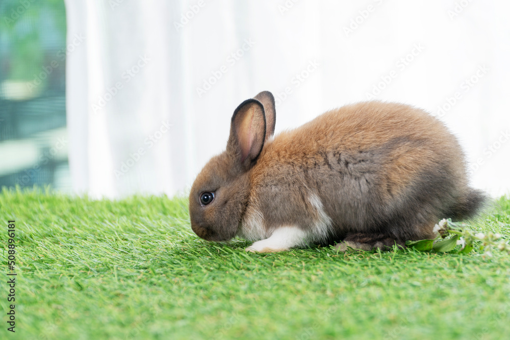 Fluffy rabbit bunny sitting green grass in spring summer background. Infant dwarf bunny brown white rabbit playful on lawn with white background. Cute animal furry pet concept. Fluffy rabbit bunny sitting green grass in spring summer background. Infant dwarf bunny brown white rabbit playful on lawn with white background. Cute animal furry pet concept.