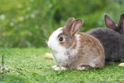 Adorable baby rabbit bunny brown eating fresh timothy grass while sitting on green grass over bokeh nature background. Infant brown white eat fresh grass on lawn. Easter bunny animal concept.