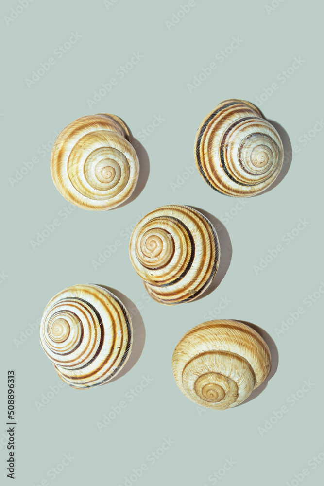 Shells on a uniform background. Objects for design. Beautiful little shells Shells on a uniform background. Objects for design. Beautiful little shells