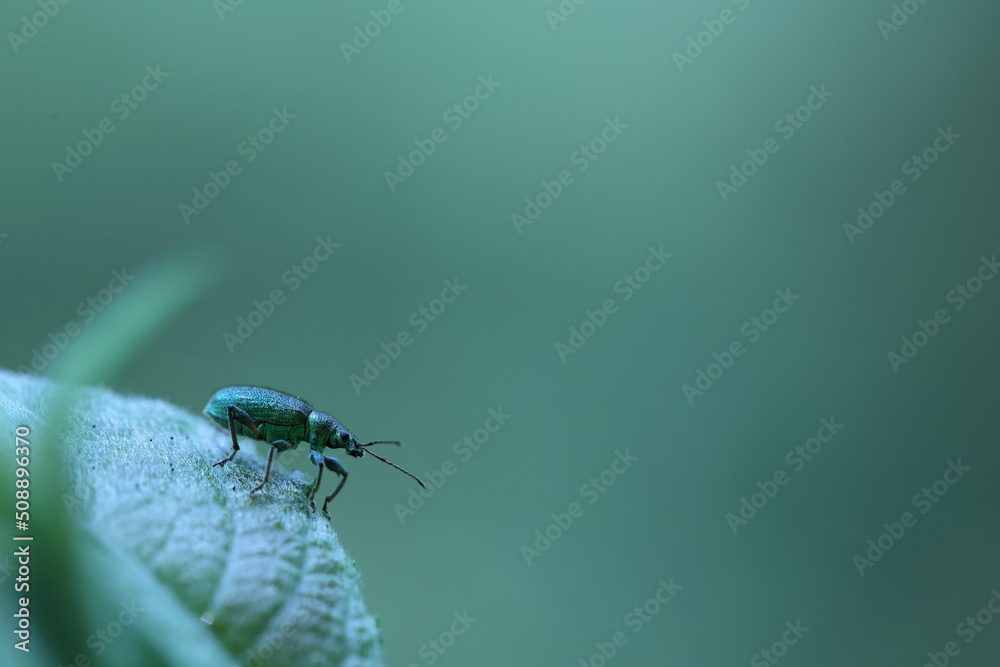 Fototapeta premium nettle weevil sitting in the green camouflaged in green shiny armor