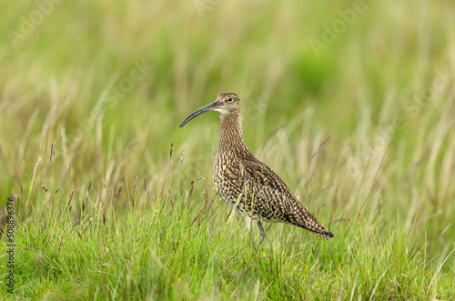 Adult Curlew in Springtime, facing left in natural moorland habitat on the North Yorkshire Moors, UK. IUCN Red-listed bird. Scientific name: Numenius Arquata. Clean background. Copy space.