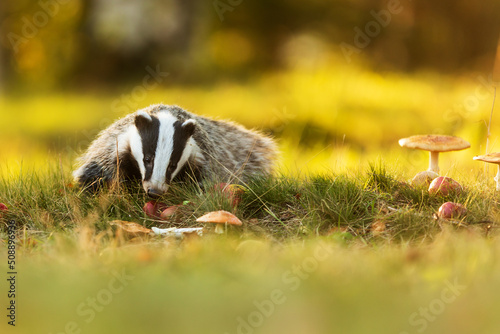 Billede på lærred European badger (Meles meles) looking for food in the grass in the autumn light
