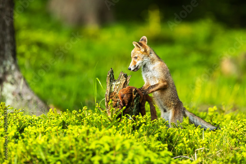 red fox (Vulpes vulpes) found a dead squirrel © michal