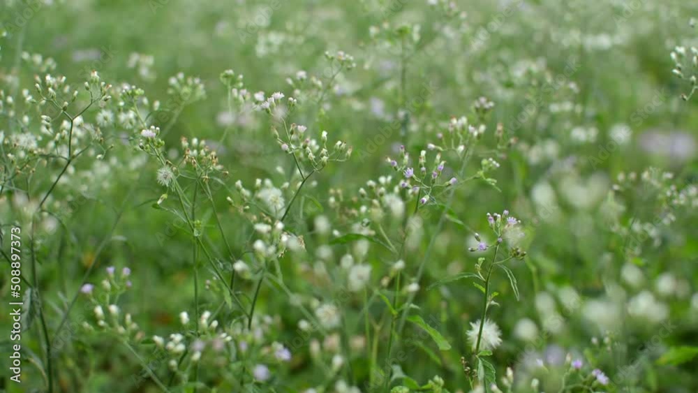 Beautiful grass flowers swaying by the wind in the field under sunlight. Close up spring nature in the meadow. Green natural background. Beautiful grass flowers swaying by the wind in the field under sunlight. Close up spring nature in the meadow. Green natural background.