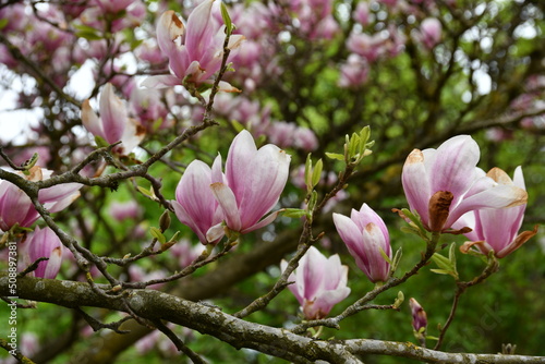 Magnolientraum © stamm_m