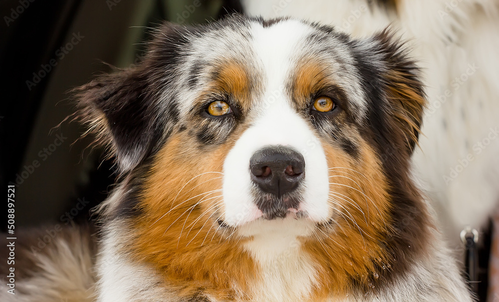 Portrait of a beautiful dog of the Aussie breed with an expressive look.