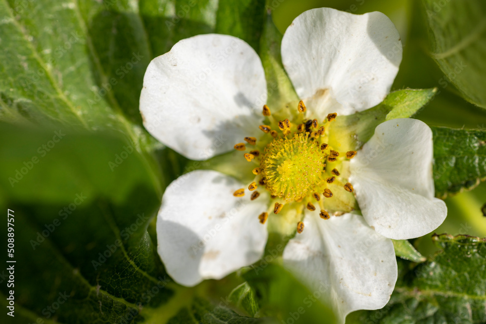 Strawberries growing at the farm, close up. Smart agriculture, farm, technology concept Strawberries growing at the farm, close up. Smart agriculture, farm, technology concept