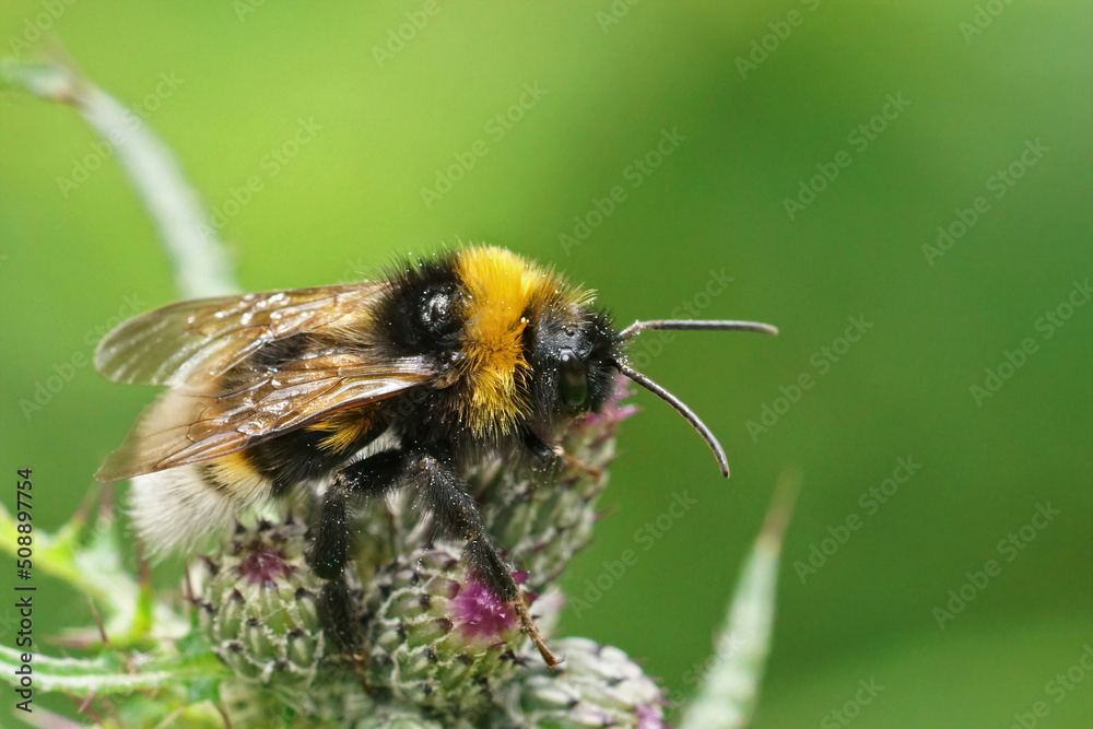 Closeup on a fluffy vestal cuckoo bumblebee, Bombus vestalis , sitting on a closed thistle flowerbud Closeup on a fluffy vestal cuckoo bumblebee, Bombus vestalis , sitting on a closed thistle flowerbud