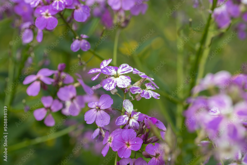 Bicolored dame's rocket blossoms (Hesperis matronalis). Bicolored dame's rocket blossoms (Hesperis matronalis).