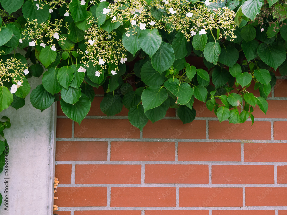 Brick wall and climbing plants. Brick wall and climbing plants.