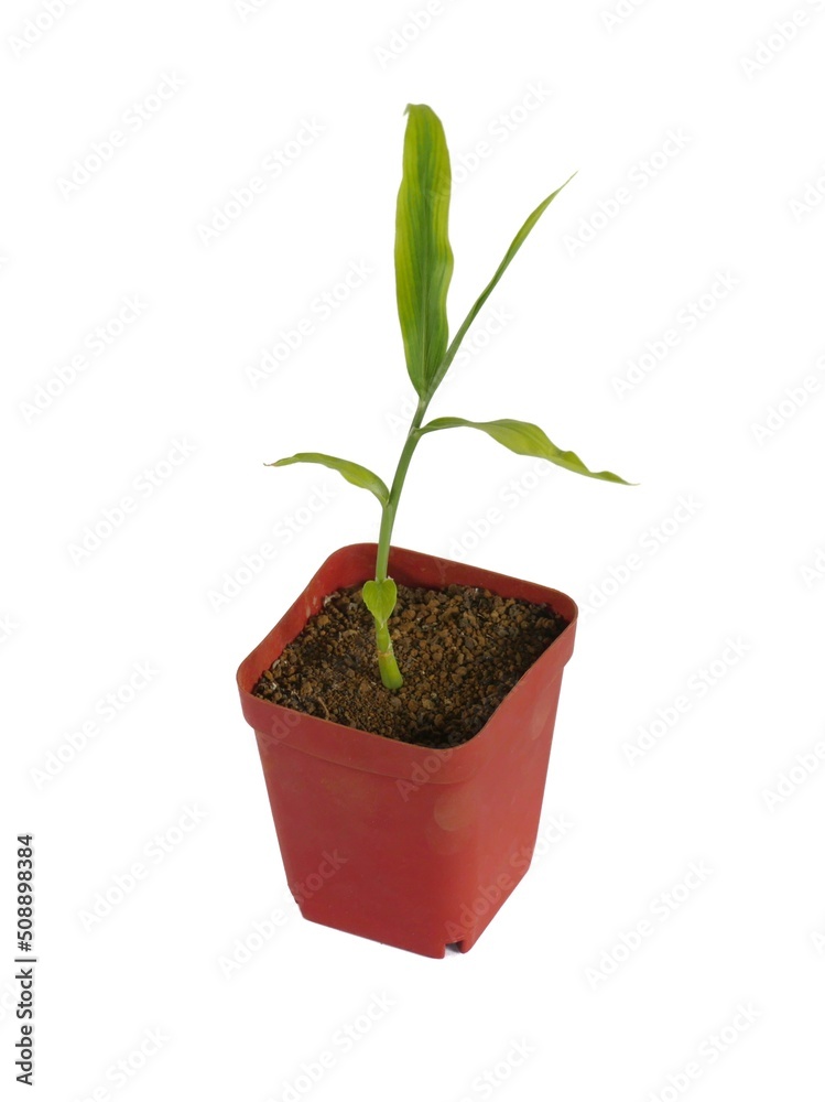 Turmeric tree growing in pot isolated on white Turmeric tree growing in pot isolated on white