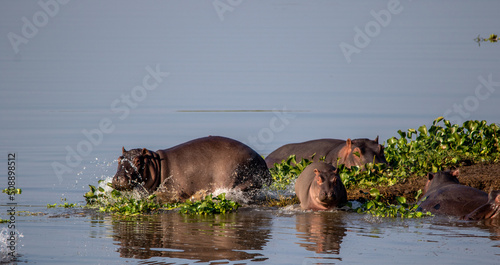 Hippopotamus activity in the Letaba river in the Kruger National Park in South Africa