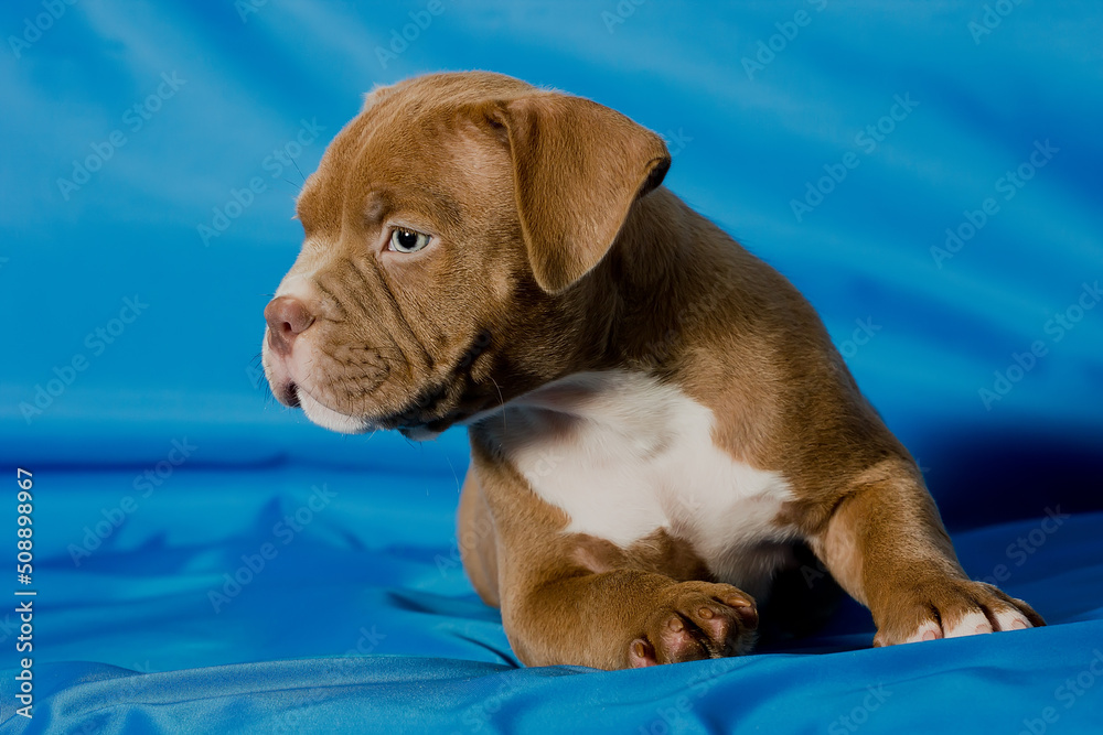 Beautiful puppy of the American Bully breed on a blue background.