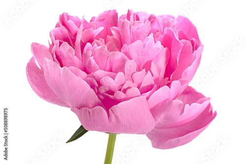 Fototapeta Naklejka Na Ścianę i Meble -  Pink peony flower