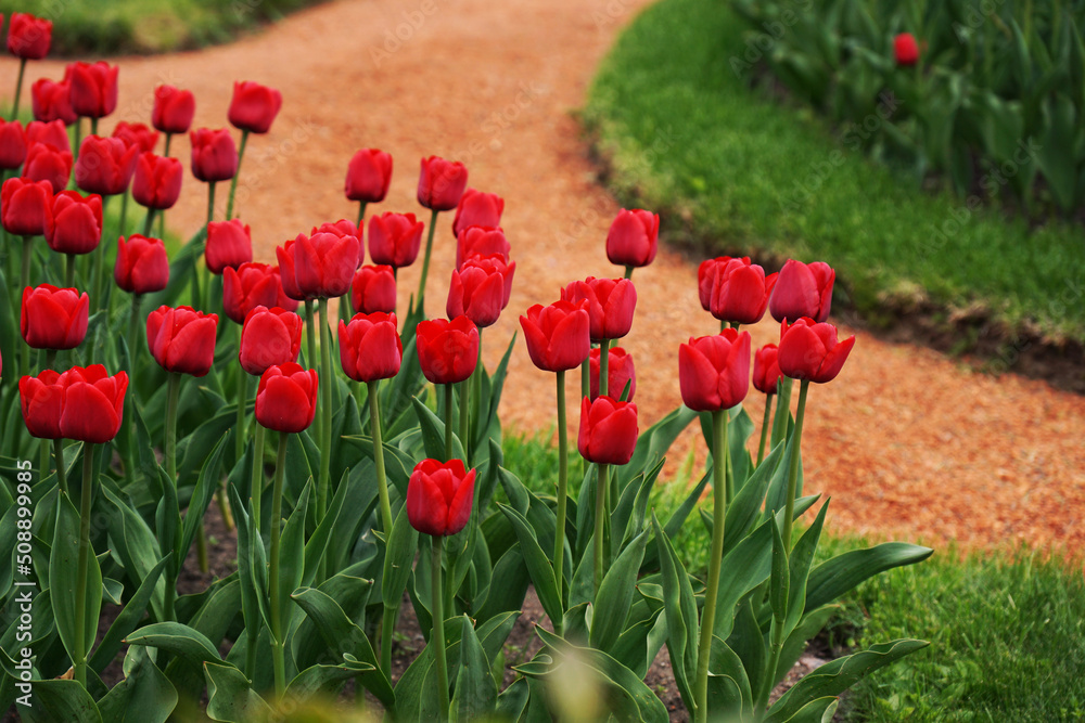 Fototapeta premium Red tulips background. Beautiful tulip in the meadow. Flower bud in spring. Flowerbed with flowers. Tulip close-up. Red flower