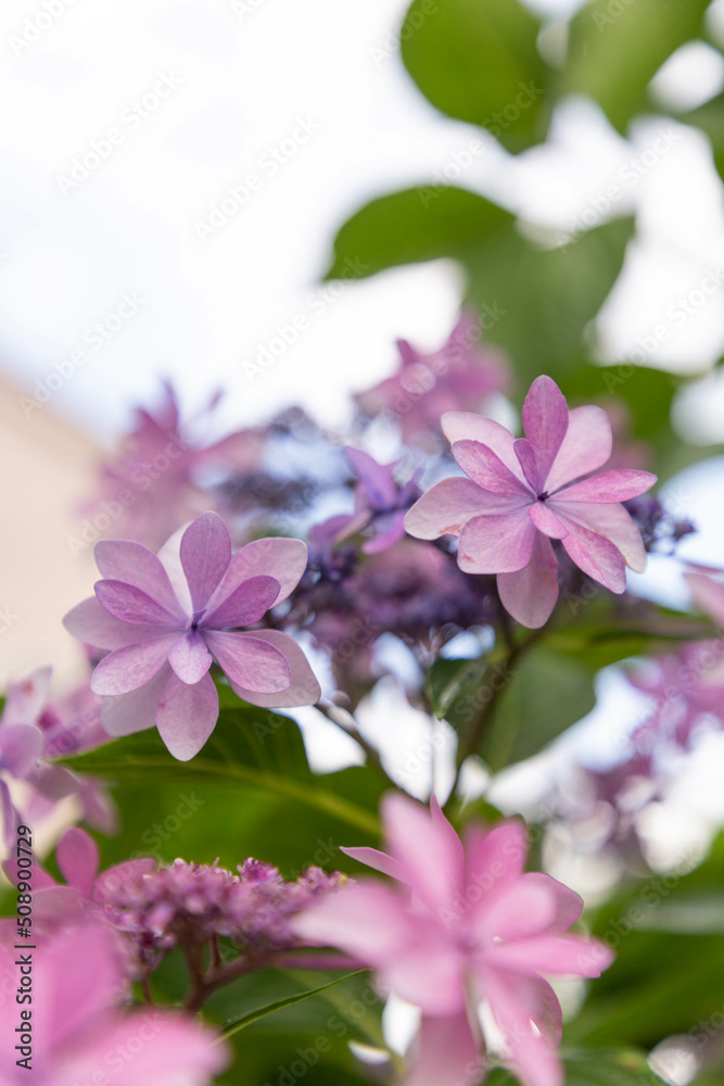 Fototapeta premium 紫陽花