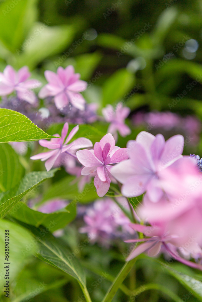 Fototapeta premium 紫陽花