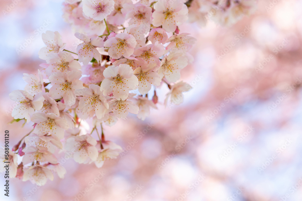 桜・ソメイヨシノ