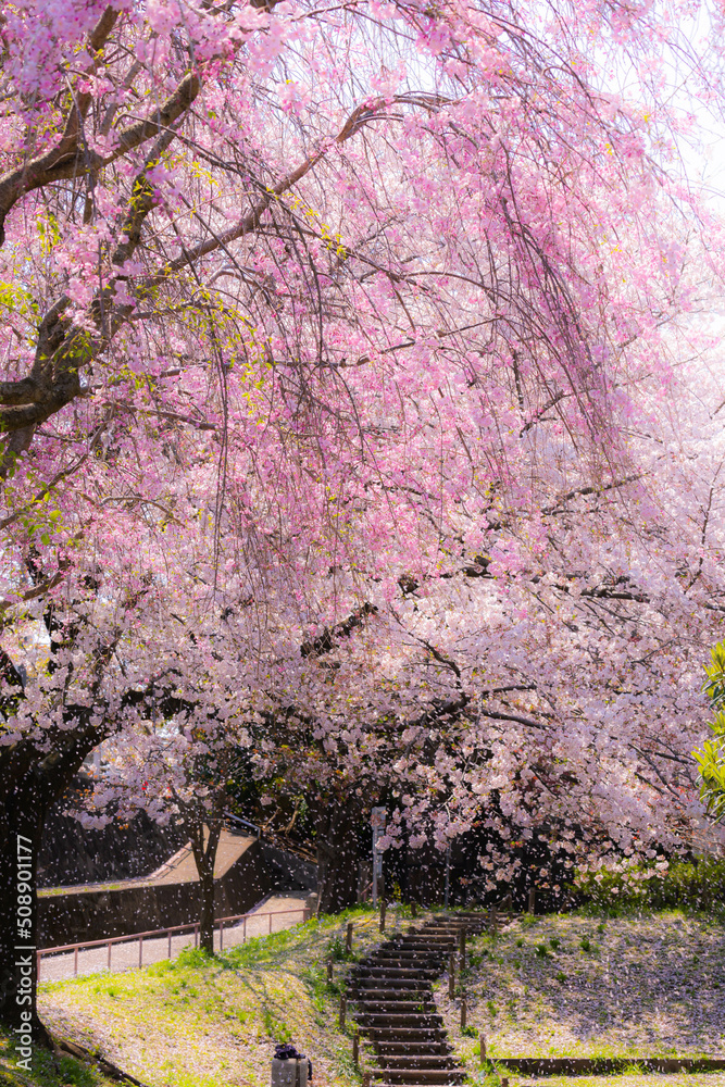 枝垂れ桜とソメイヨシノ