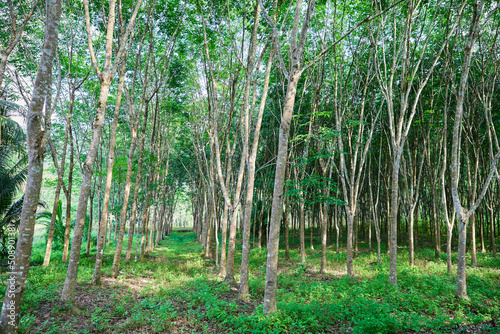 Rubber tree growth in the plantation