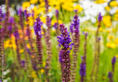Purple flowers in field of flower with yellow flowers