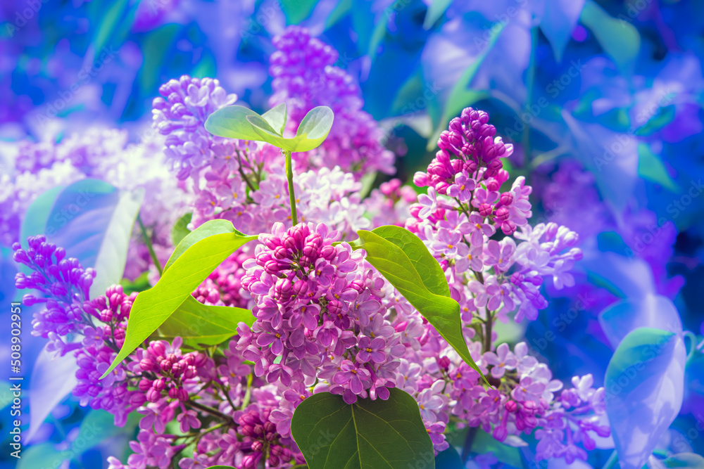 Lilac flowers on a lilac bush with budding buds in a spring garden. Lilac flowers on a lilac bush with budding buds in a spring garden.