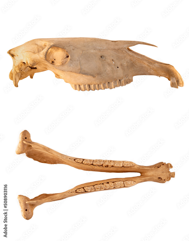 Horse skull anatomy isolated on white background (different projections). Horse skull anatomy isolated on white background (different projections).