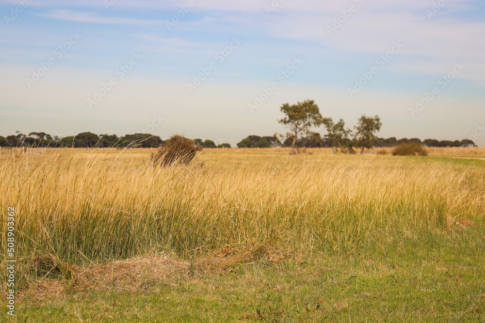landscape with long grass in field