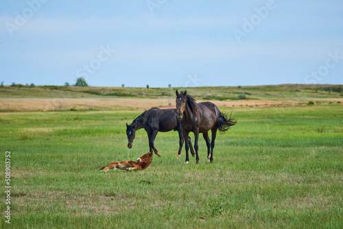 A horse with a foal in a pasture