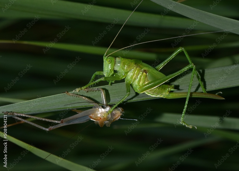 Fototapeta premium Green grasshopper in wildlife.