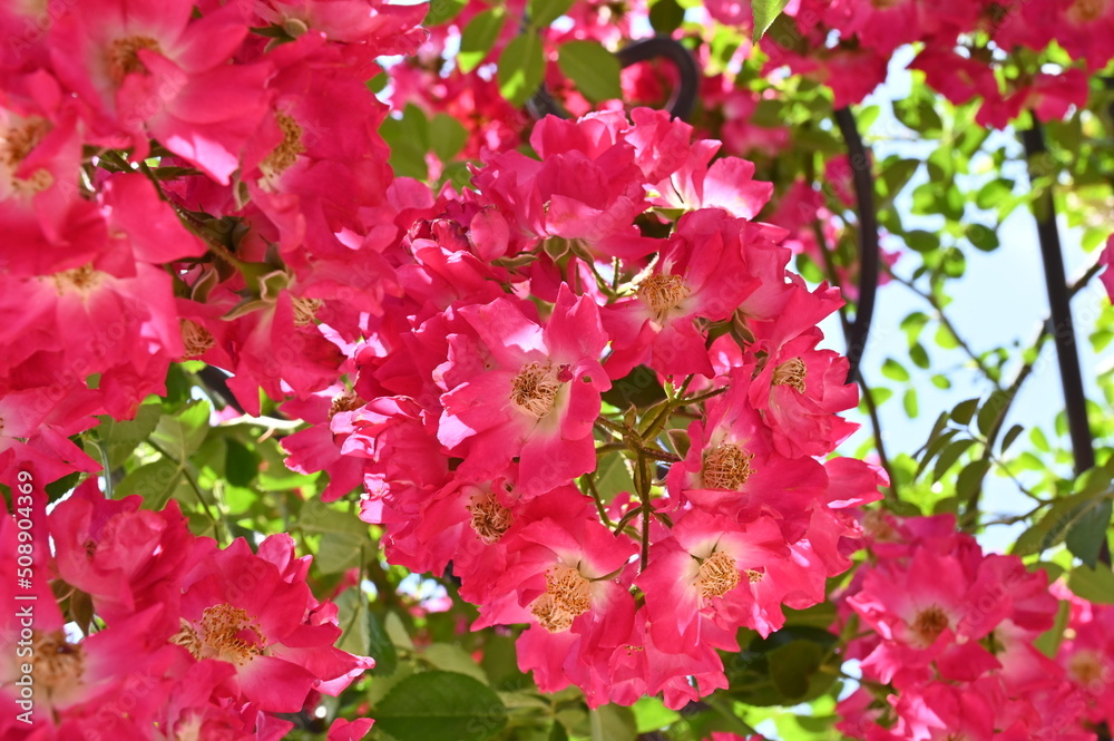 Fototapeta premium 花
