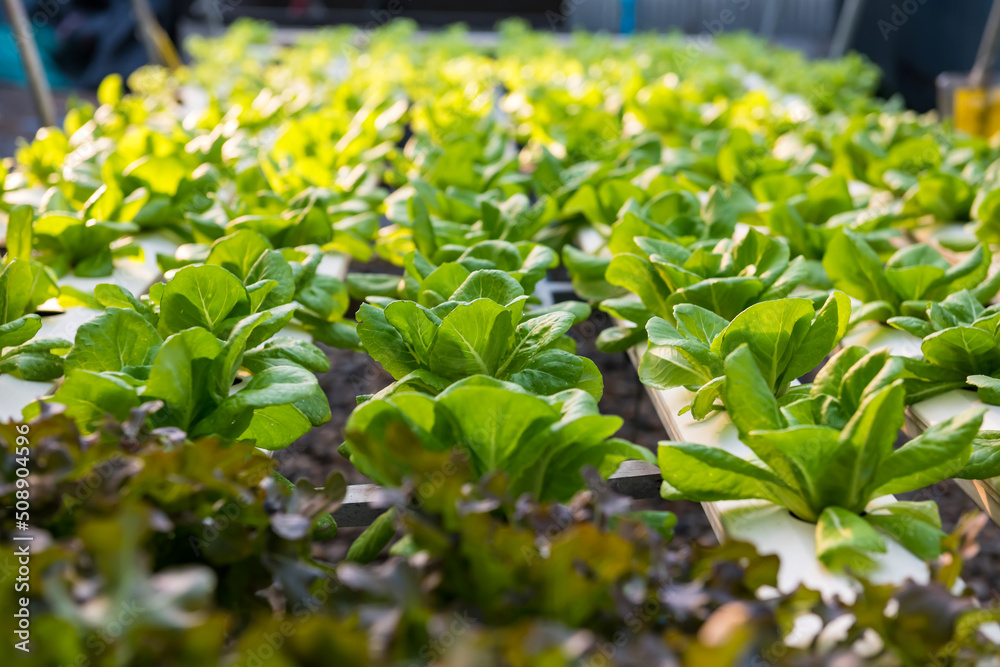Green fresh cabbage lettuce plant in bright greenhouse Green fresh cabbage lettuce plant in bright greenhouse