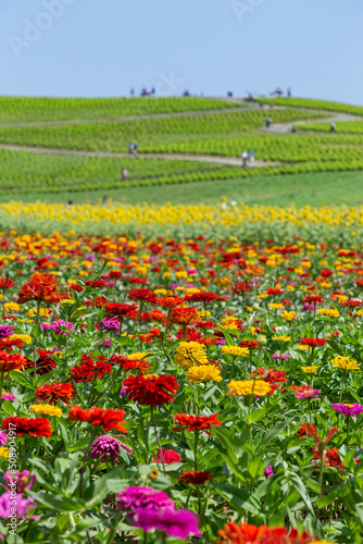 みはらしの丘と百日草