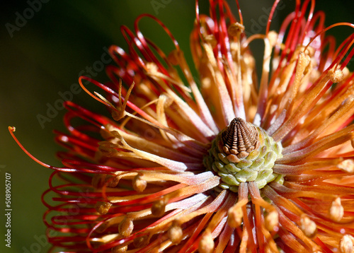 Close up of the orange flowers of an inflorescence of the Australian native Heath Banksia, Banksia ericifolia, family Proteaceae, NSW. Endemic to eastern Australia. Autumn to winter flowering.