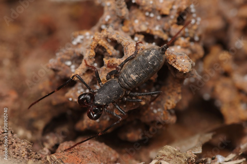 The whip scorpion is beautiful on the ground in a fertile forest.