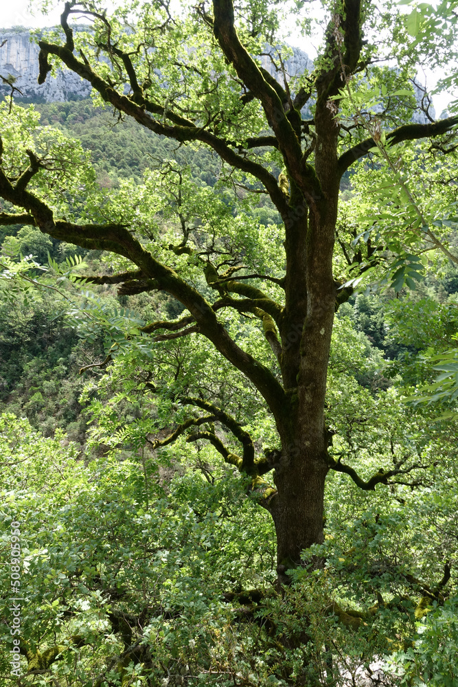 Fototapeta premium Wald in der Verdonschlucht