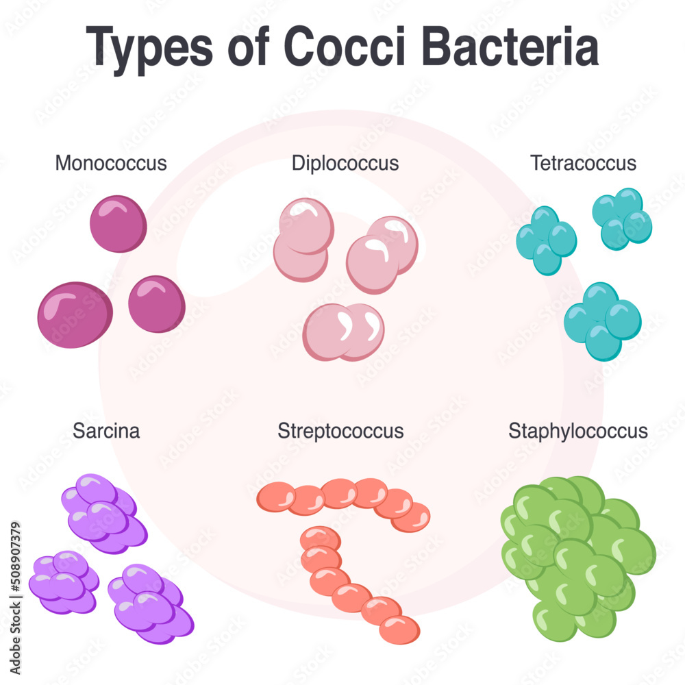 Vector Illustration Graphic of Different Types of Cocci Bacteria Stock
