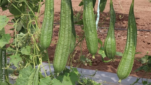 Radish cultivation or radish grown on vegetable farm. Fresh radish grown on horticultural farms photo