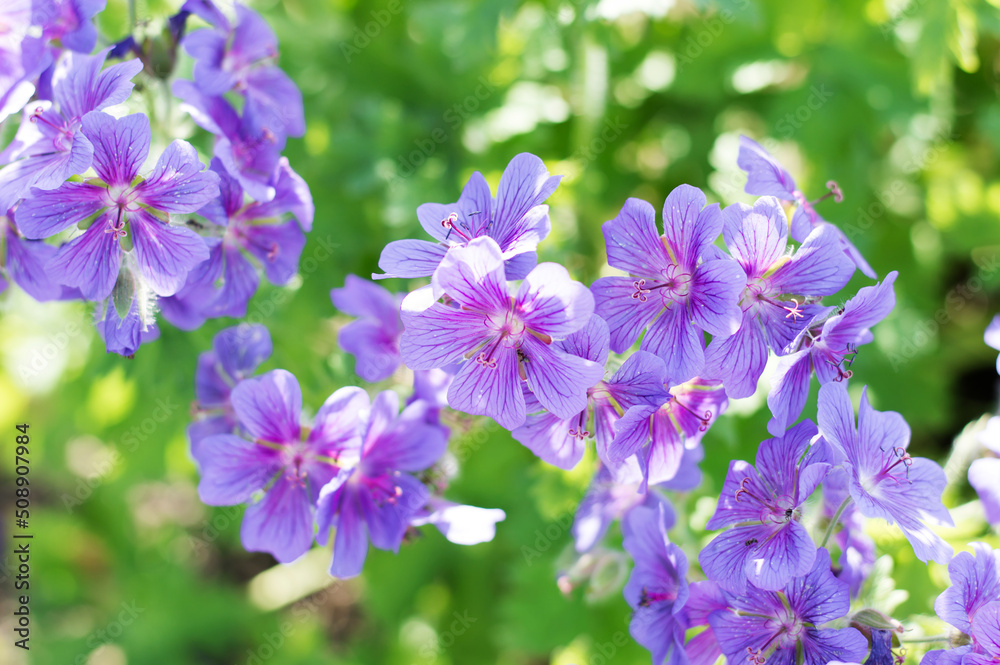 flowers close up growing in the nature, floral pink and violet background flowers close up growing in the nature, floral pink and violet background