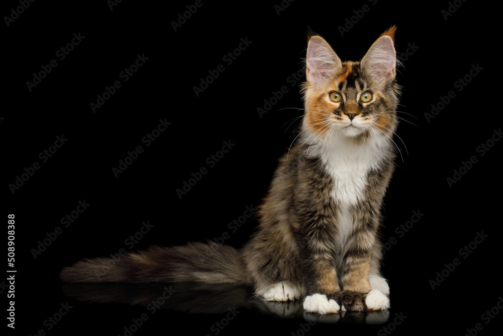 Playful red maine coon cat with polydactyl paws sitting on Isolated black background Playful red maine coon cat with polydactyl paws sitting on Isolated black background