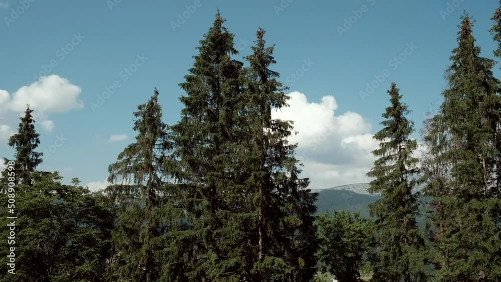 coniferous forest against the sky coniferous forest against the sky