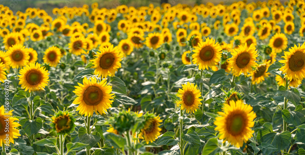 Beautiful sunflower garden. field of blooming sunflowers against the backdrop of sunset. The best kind of sunflower in bloom. Growing sunflowers to make oil. Beautiful sunflower garden. field of blooming sunflowers against the backdrop of sunset. The best kind of sunflower in bloom. Growing sunflowers to make oil.