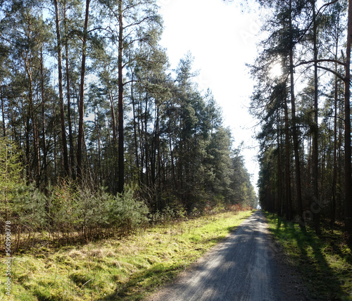 Waldweg mit Sonne