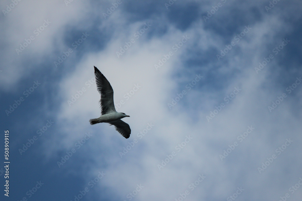 Fototapeta premium seagull in flight