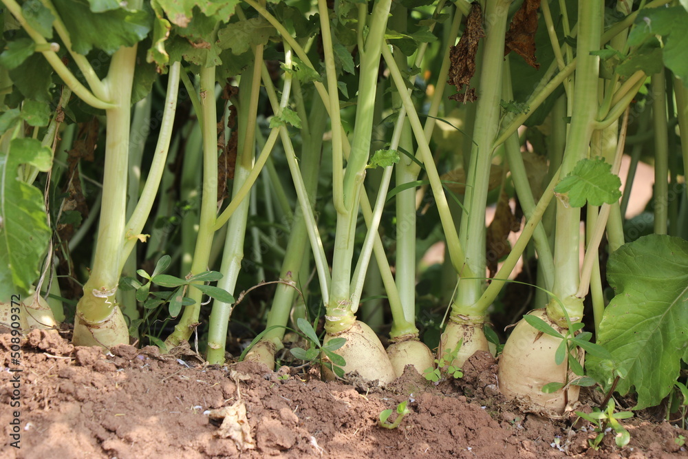 Obraz premium Radish grown on farmland.White radish ready to harvest grown on horticultural farms