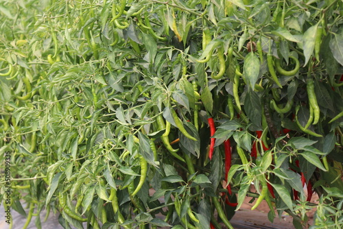 Group of chilli plants with mix of green and red fresh chillies that are ready to harvest grown on horticultural farms photo